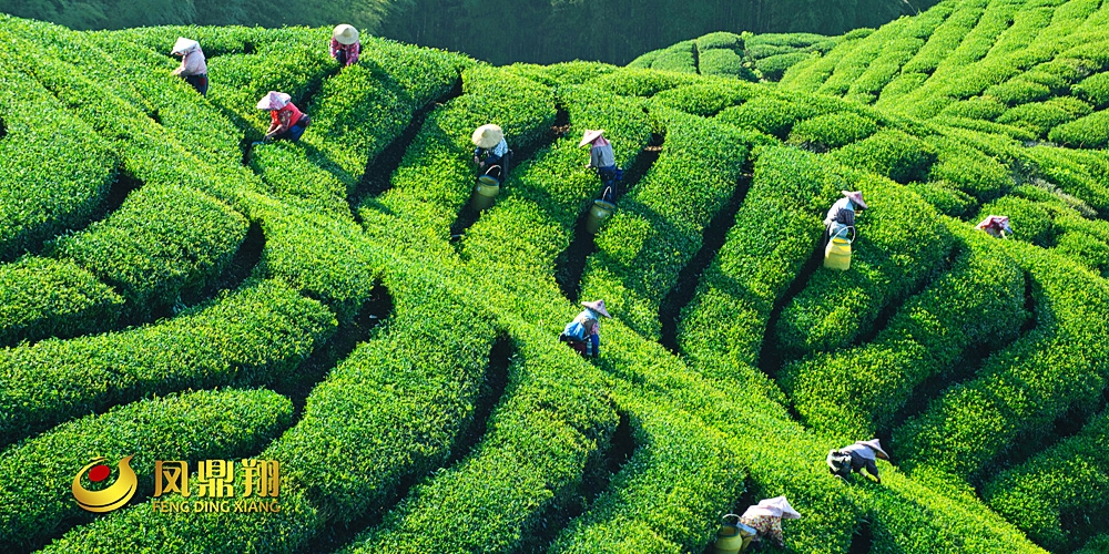 鳳鼎祥茶葉茶農采茶畫面_高瑞品牌 鳳鼎祥茶葉茶農采茶畫面_高瑞品牌